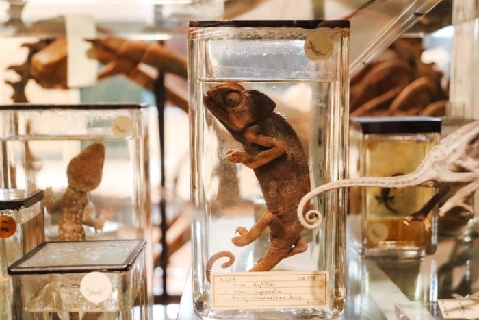Besonderes Museum: Exponate im Grant Museum of Zoology.